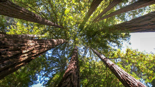 How Our Tree Care Process Works  in Carmel Valley Village, CA